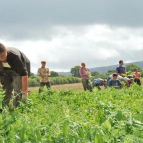 Tegoroczne zbiory owoców będą znacznie niższe. Konsumenci odczują podwyżki